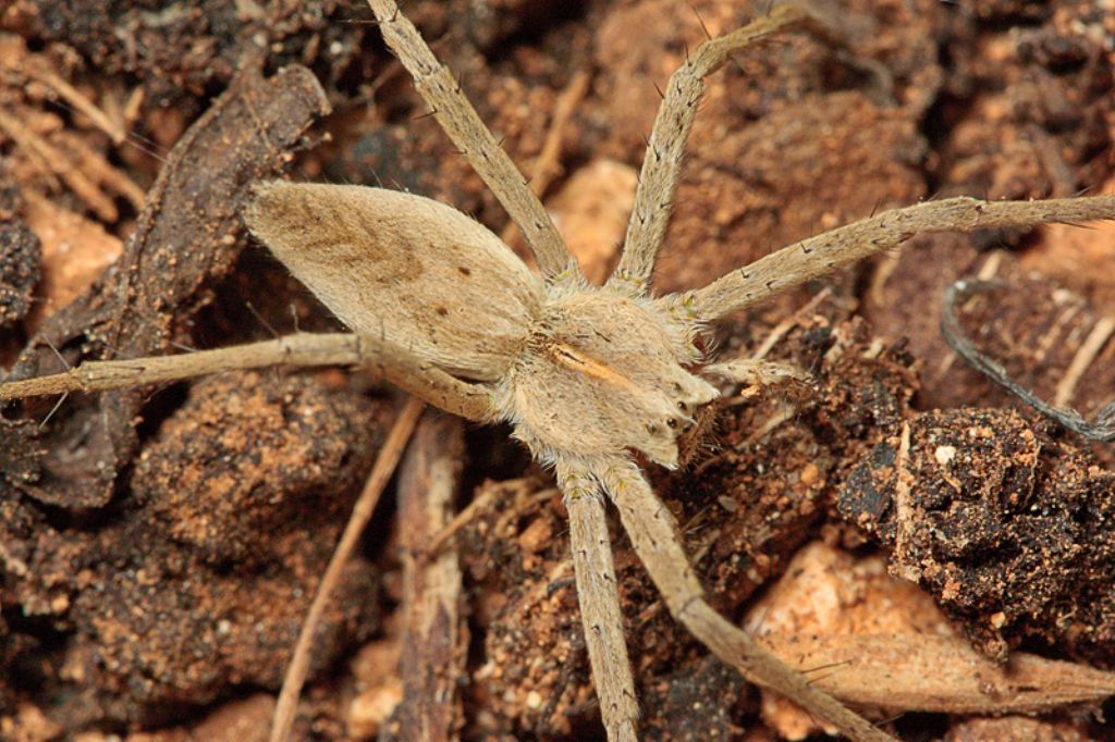Pisaura sp. - Malta